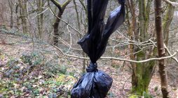 People Who Put Dog Poo Bags in Trees are Clearly Insane
