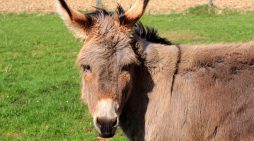 Manchester Restaurant Prosecuted for Serving Donkey Dentures